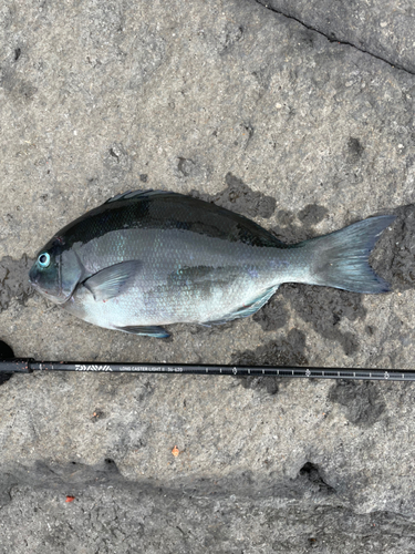 クチブトグレの釣果