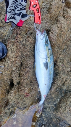 ハマチの釣果