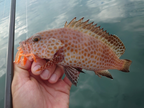 オオモンハタの釣果