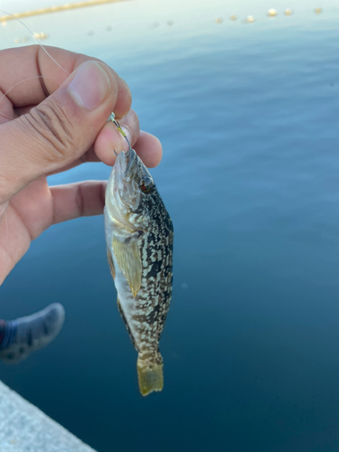 アイナメの釣果