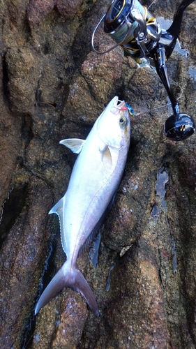 ネイリの釣果