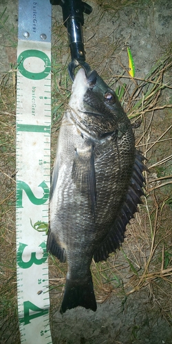 クロダイの釣果