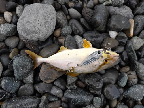 ショゴの釣果