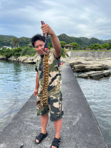 ウツボの釣果