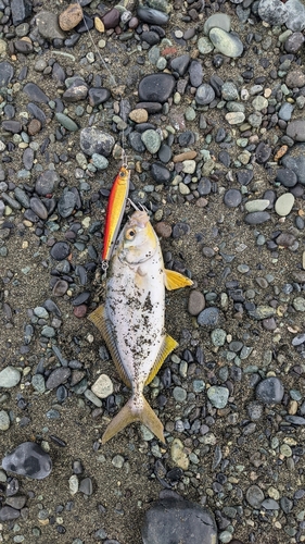 ショゴの釣果