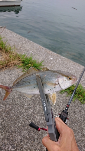 ショゴの釣果