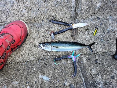 サバの釣果