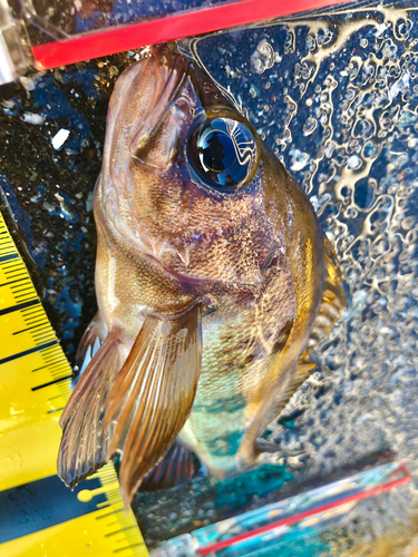 メバルの釣果