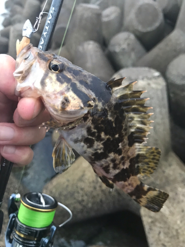 タケノコメバルの釣果