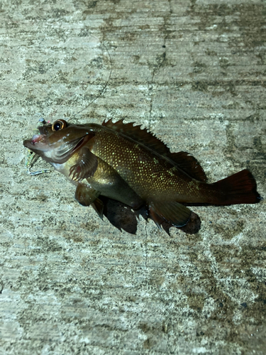 メバルの釣果