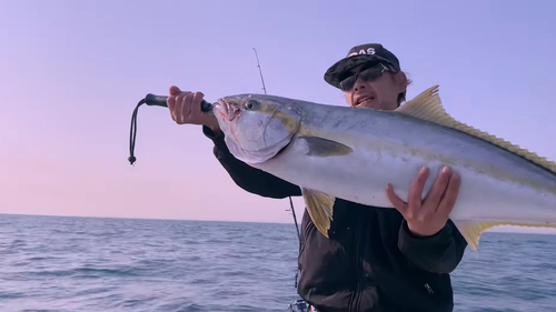 ヒラマサの釣果