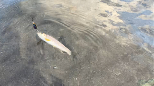 アメマスの釣果