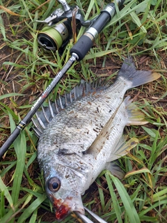 キビレの釣果