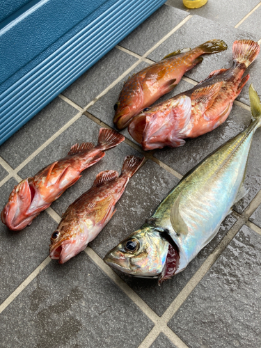 アジの釣果