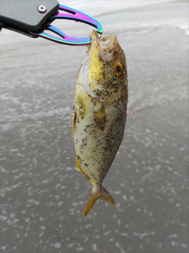 ショゴの釣果