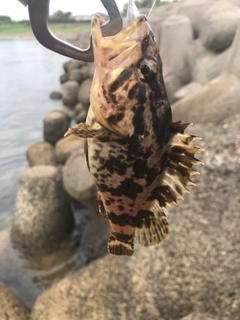 タケノコメバルの釣果