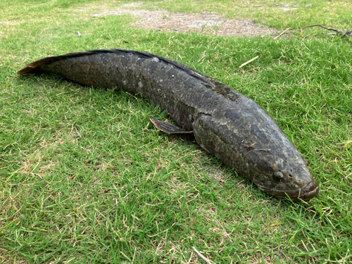 ライギョの釣果