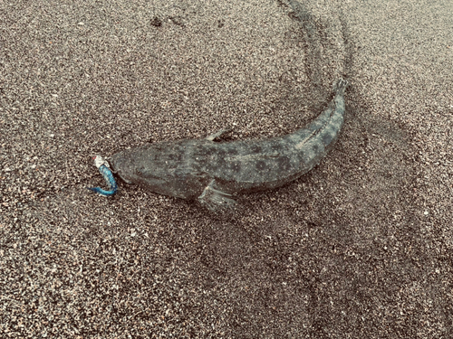 マゴチの釣果