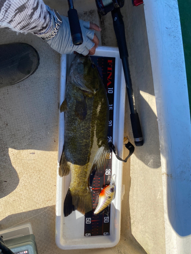 スモールマウスバスの釣果