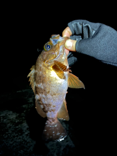 メバルの釣果