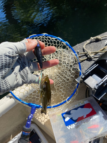 スモールマウスバスの釣果