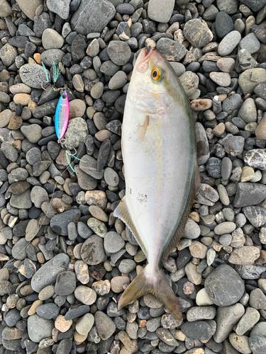 ショゴの釣果