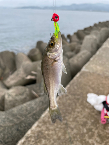 セイゴ（ヒラスズキ）の釣果