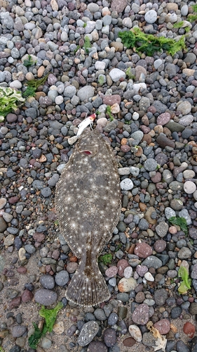 ソゲの釣果