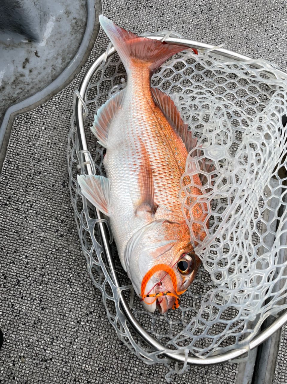 みよっさん。さんの釣果 2枚目の画像