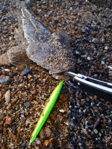 マゴチの釣果