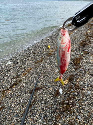 ワカシの釣果