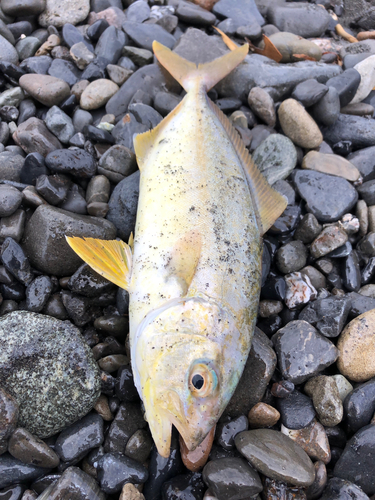 ショゴの釣果