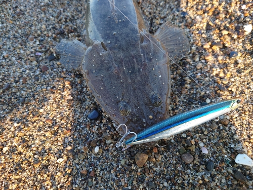 マゴチの釣果