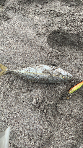 ワカシの釣果