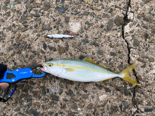 ツバスの釣果