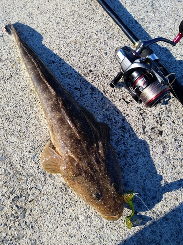 マゴチの釣果