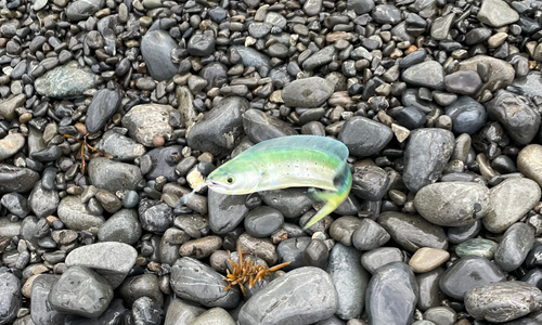 シイラの釣果