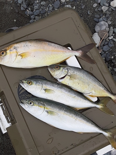 ショゴの釣果