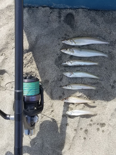 シロギスの釣果