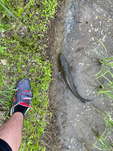 ライギョの釣果