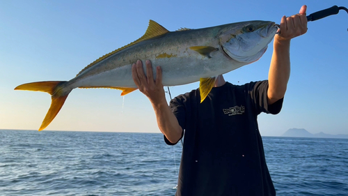 ヒラマサの釣果