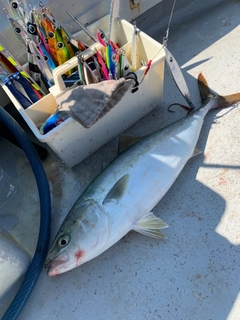 ハマチの釣果