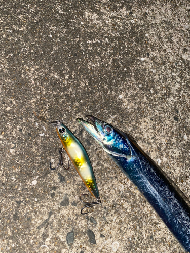 タチウオの釣果