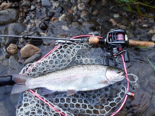 ニジマスの釣果