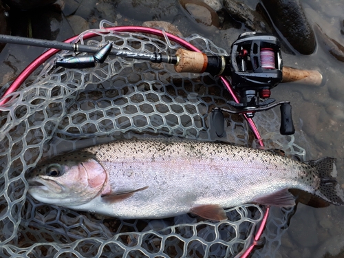 ニジマスの釣果