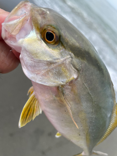 ショゴの釣果