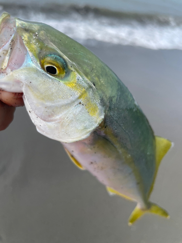 ワカシの釣果