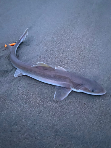 ドチザメの釣果