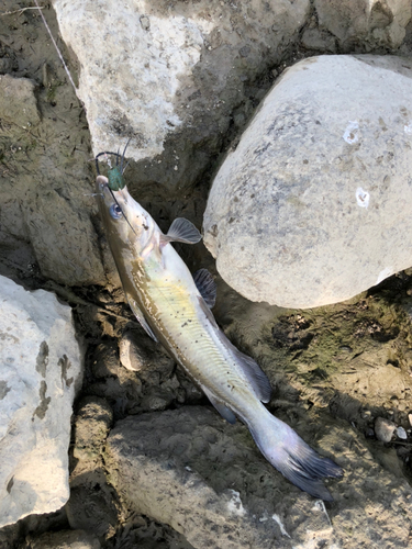 アメリカナマズの釣果