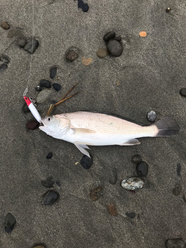 ニベの釣果